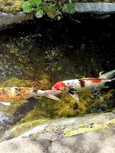 Peces Koi