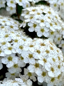 Flor Japón